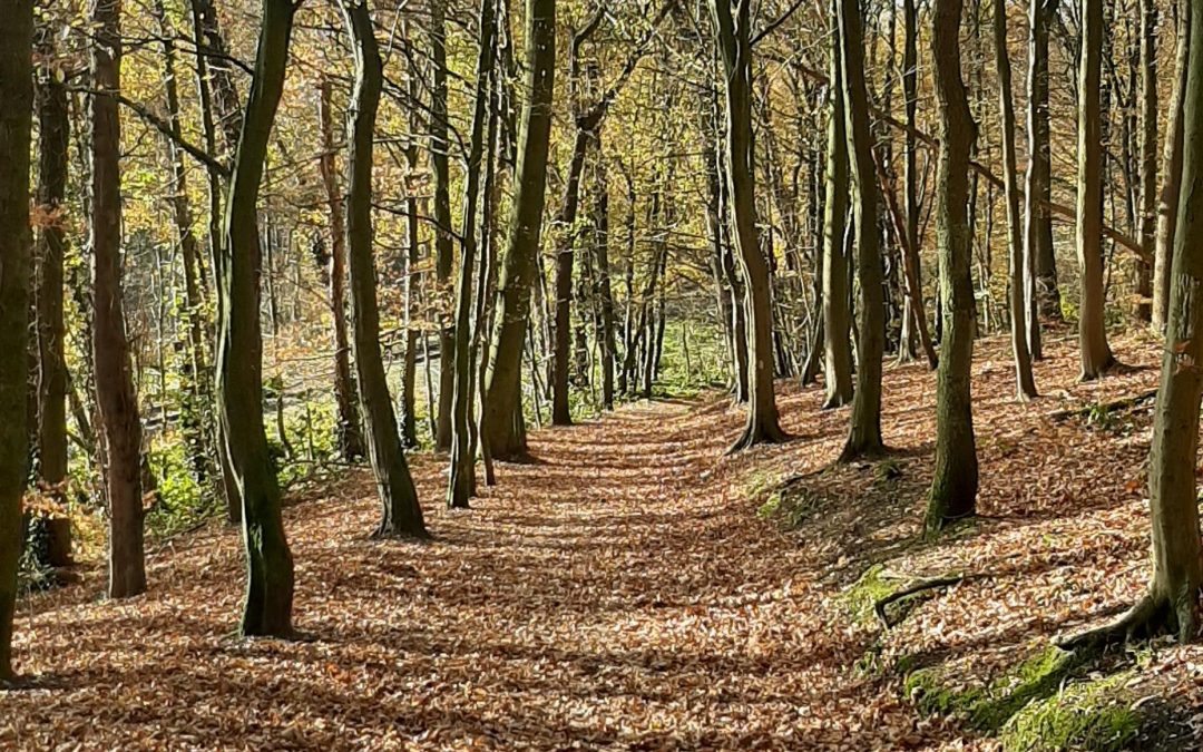 Werkzaamheden trappen Schouffertsbos/Boijensbos