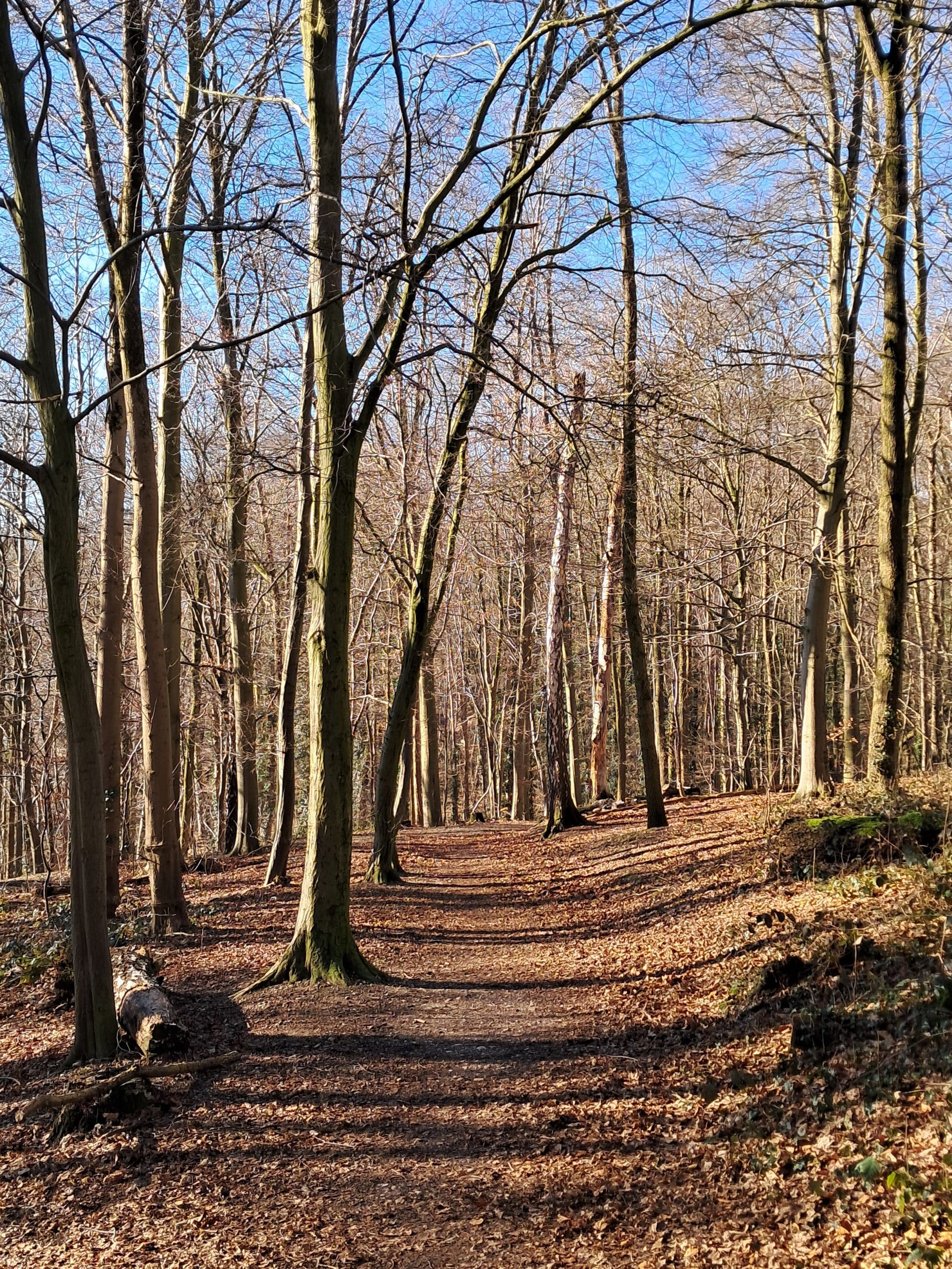 Onderhoud Schouffertsbos (vervolg)